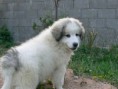 /album/fotogaleria/puppi-jpg1/
